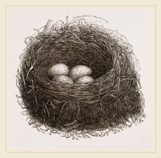 Nest of Blackbird