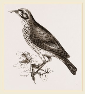Ground scraping Thrush