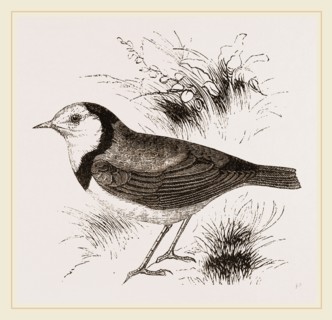 White fronted Ephthianura