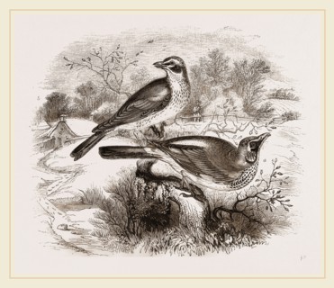 Fieldfare,  Redwing