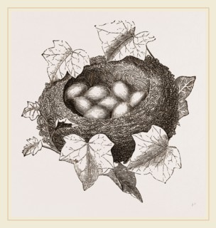 Nest of Golden-Crested Wren