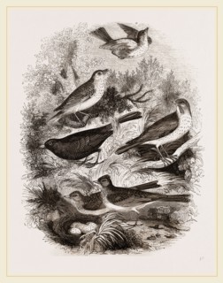 Group of British Birds
