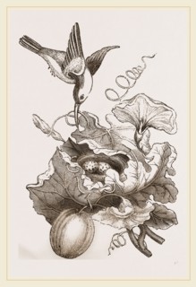Female Tailor-Bird and Nest