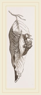 Nest of Tailor-Bird