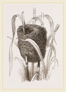 Nest attributed to Reed-Bunting