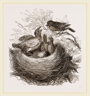 Hedge-Sparrows and Cuckoo