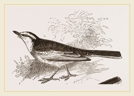 White-winged Wagtail