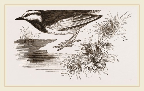White-winged Wagtail