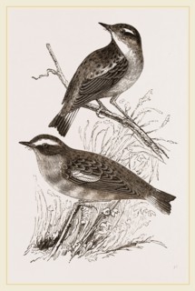 Whinchats