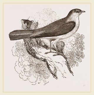 Nightingale