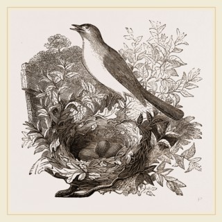 Nightingale