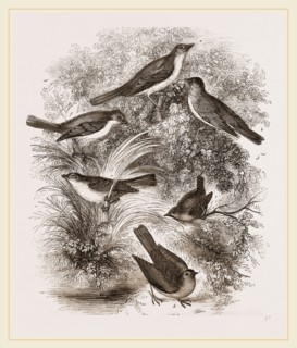 Group o' British Warblers
