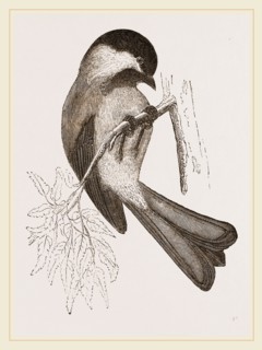 Black-cap Titmouse