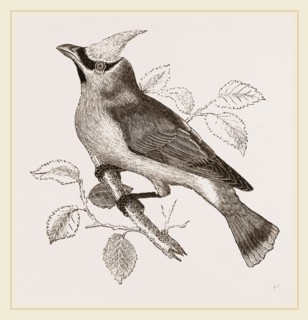 Cedar-Bird