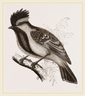 Yellow-cheeked Titmouse