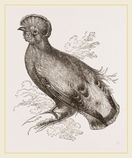 Cock of the Rock