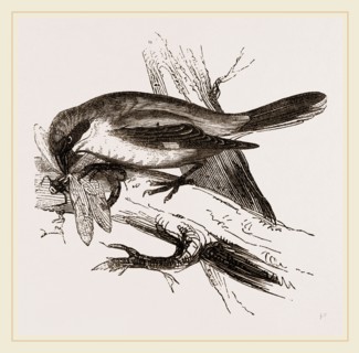 Butcher-bird