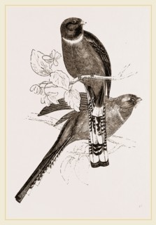 Mexican Trogons