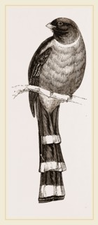 Mexican Trogon