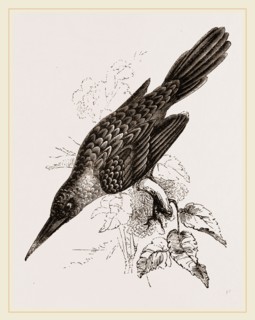 Broad-billed Lamprotiia