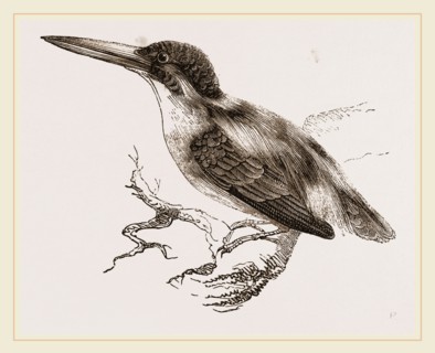 Common Kingfisher