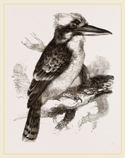 Gigantic Kingfisher