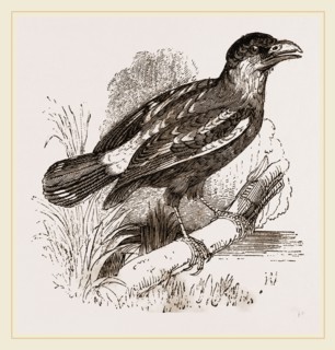 Javanese Eurylaimus