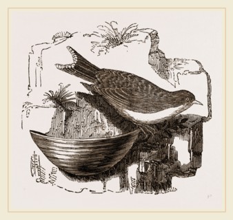 Esculent Swallow and Nest