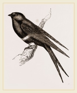 White-banded Swallow