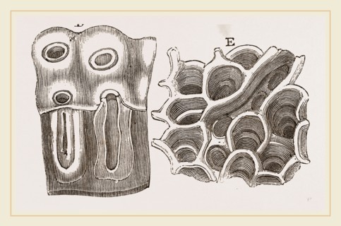 Glands of Stomach in Birds