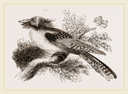 Long-eared Podargus