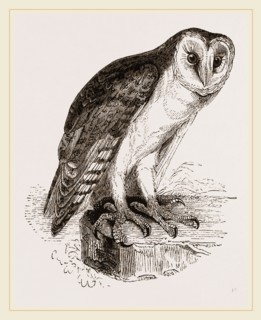 Barn-Owl