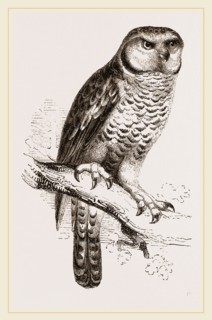 Hawk-Owl