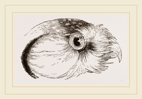Head of Hawk Owl