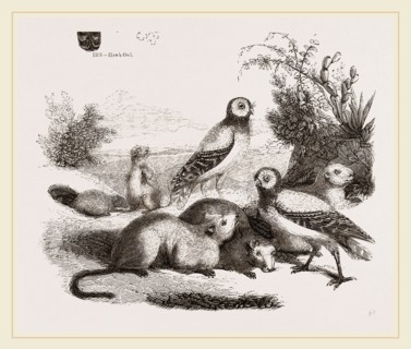 Burrowing Owls and Prairie-Dogs