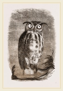 Virginian Horned Owl