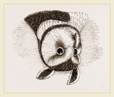 Horned Owl