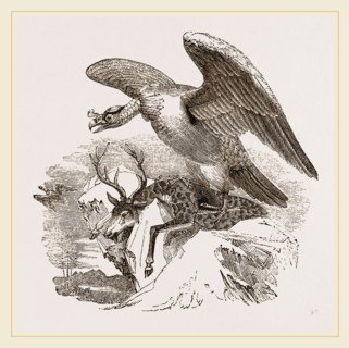 King Vulture