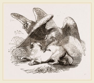 Condors