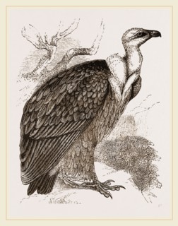 Griffon-Vulture