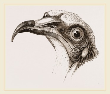 Head of Egyptian Vulture