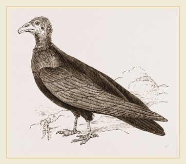 Turkey-Buzzard