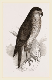 Goshawk