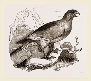 Chanting Hawk