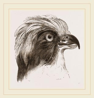 Head of Laughing Hawk