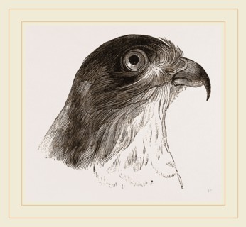 Head of Sparrow-Hawk