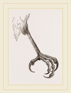 Foot of Sparrow-Hawk