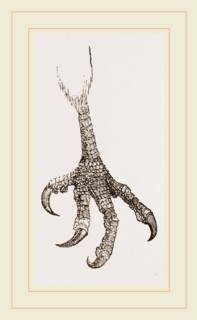 Foot of Laughing Hawk