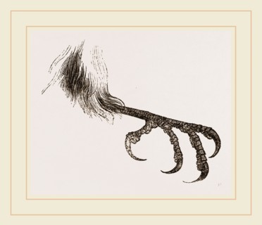 Foot of Bengal