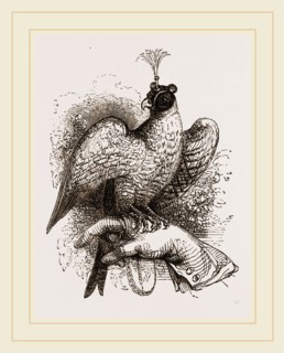Hawk on Fist